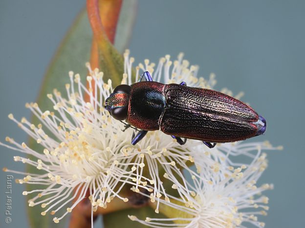Selagis sp. Small, PL2263C, male, on Eucalyptus leptophylla, EP, 10.2 × 3.6 mm